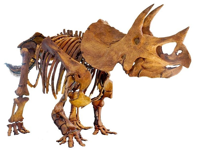 LA-Triceratops_mount-2.thumb.jpg.06be6e78d83d217e63ed0d140ae304da.jpg