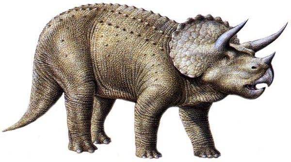 Triceratops-Facts_1713.jpg.850659495ded2d87529847847ae789cf.jpg