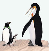 070625-giant-penguins_170.jpg