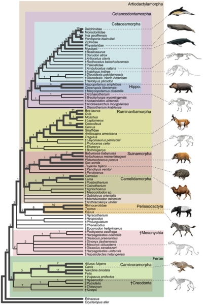 Cladogram_of_Cetacea_within_Artiodactyla.png