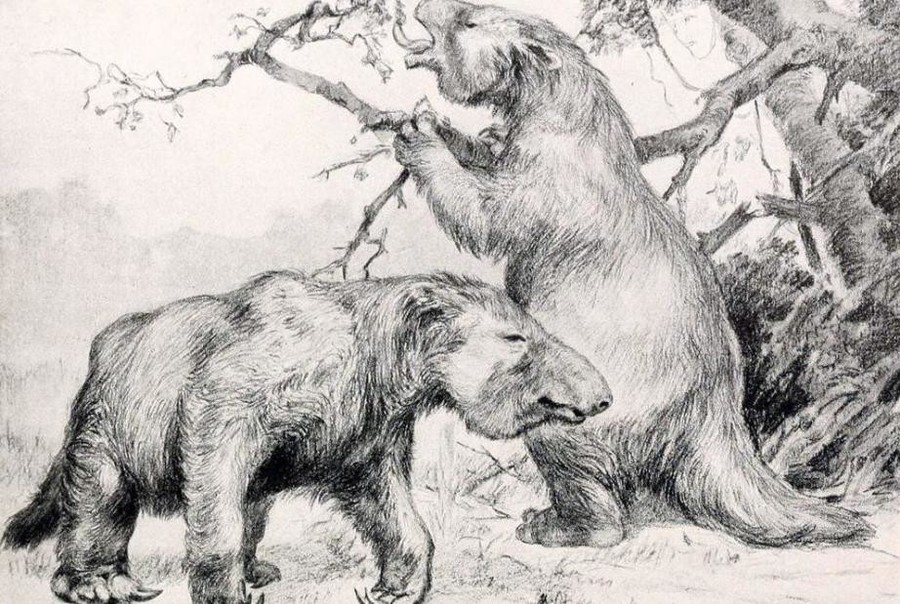 megatherium_americanum2.jpg