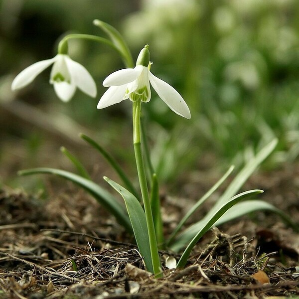 Galanthus_nivalis.jpg