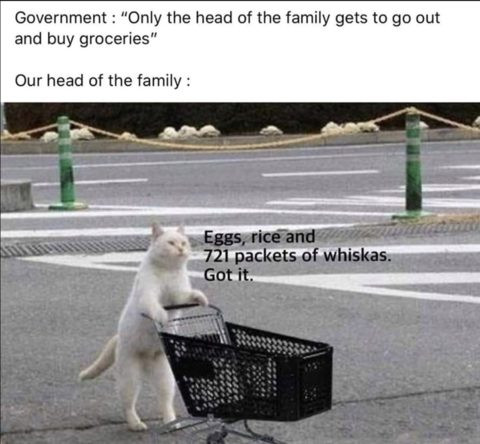 591221457_meme-only-headfamilycat.jpg.ee0a27843814dbf1de52a5feab45027f.jpg